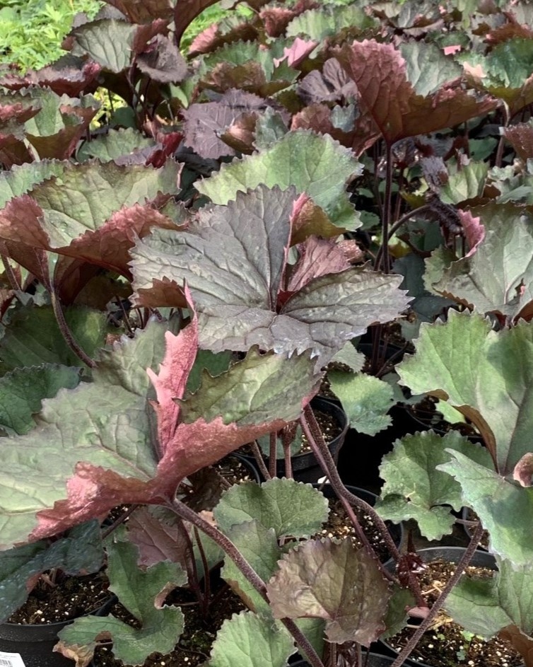 Бузульник Твайлайт