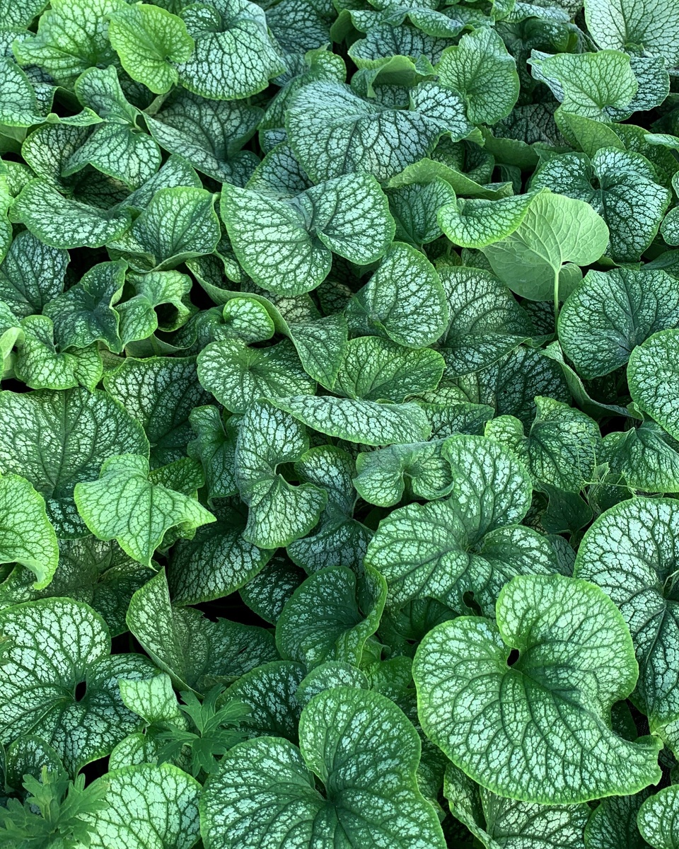 Бруннера крупнолистная Александерс Грейт