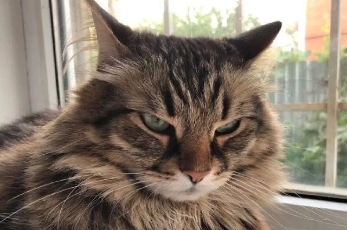    Проглотившую иголку кошку спасли ветеринары в Севастополе