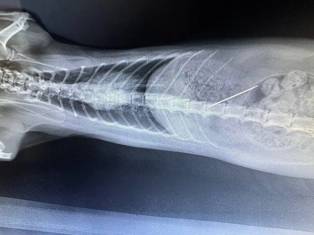    Фото: Правительство Севастополя/ Губернатор Севастополя Михаил Развожаев.