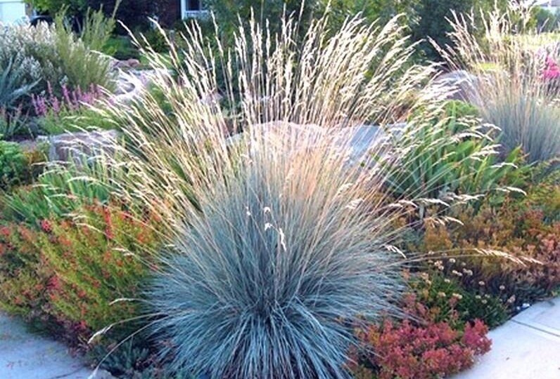 Декоративные злаки для украшения сада: просто, стильно, современно