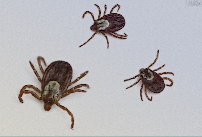 Лихорадка Ку: Что это за заболевание и как от него защититься?