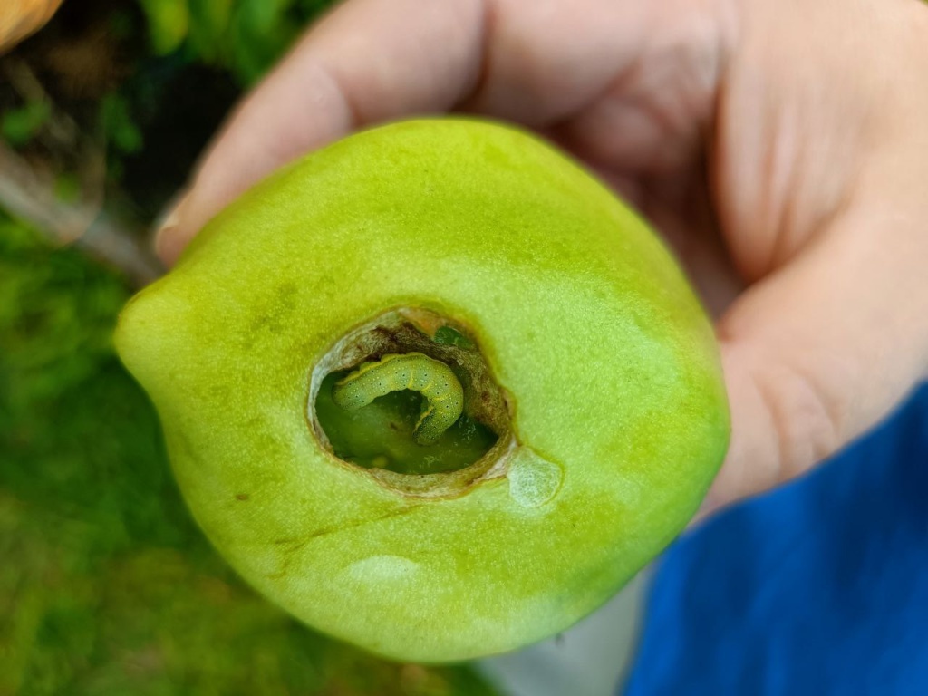  Помидорная совка