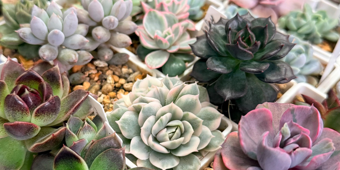 Я задумала что-то интересное!