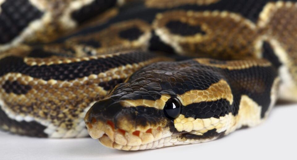    Jürgen Müller/imageBROKER.com / www.globallookpress.com