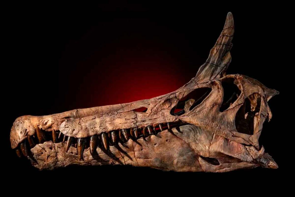    Череп Spinosaurus mirabilis с гребнем, который нашли в Нигере / © Keith Ladzinski