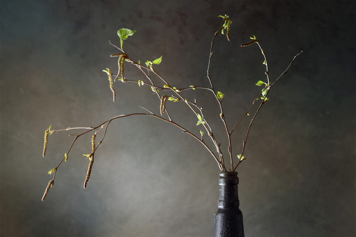 Ветки березы. Фото: Ирина Толокновская / Фотобанк Лори