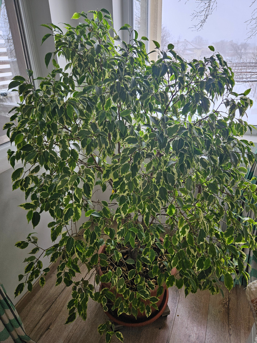 Фикус Бенжамина