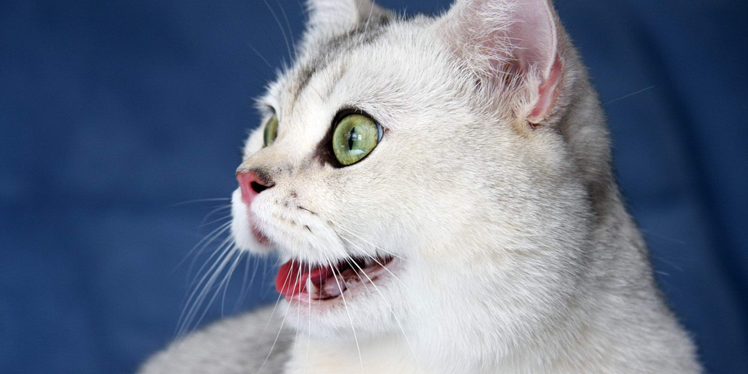 🐱 Кошка дышит с открытым ртом: когда это норма, а когда пора бить тревогу