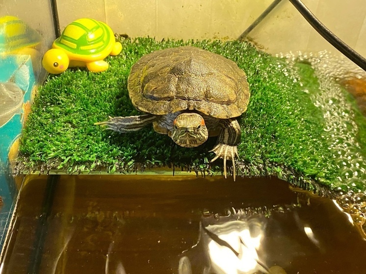     Черепаха. фото: Олеся Киреева / МК-Урал