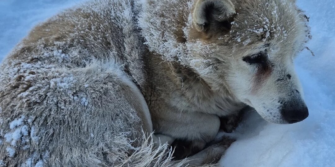 Неизвестные выбросили слепую собаку на мороз в Псковской области