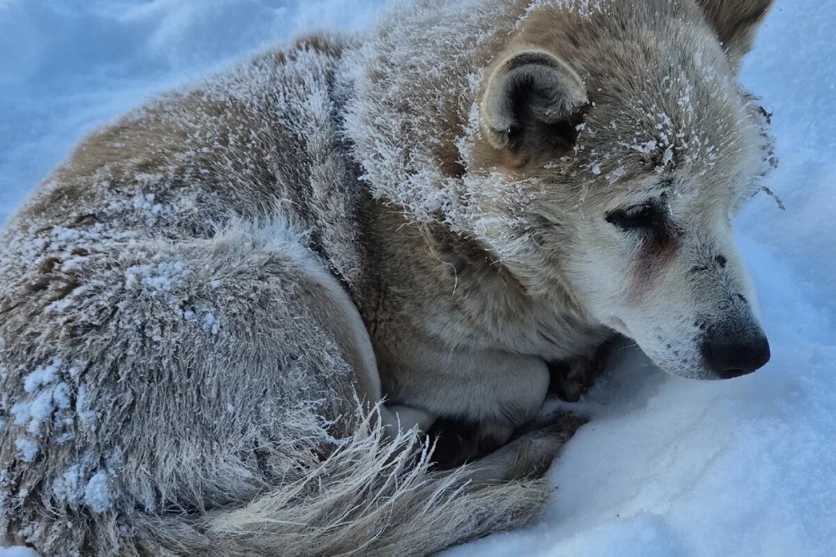    Неизвестные выбросили слепую собаку на мороз в Псковской области