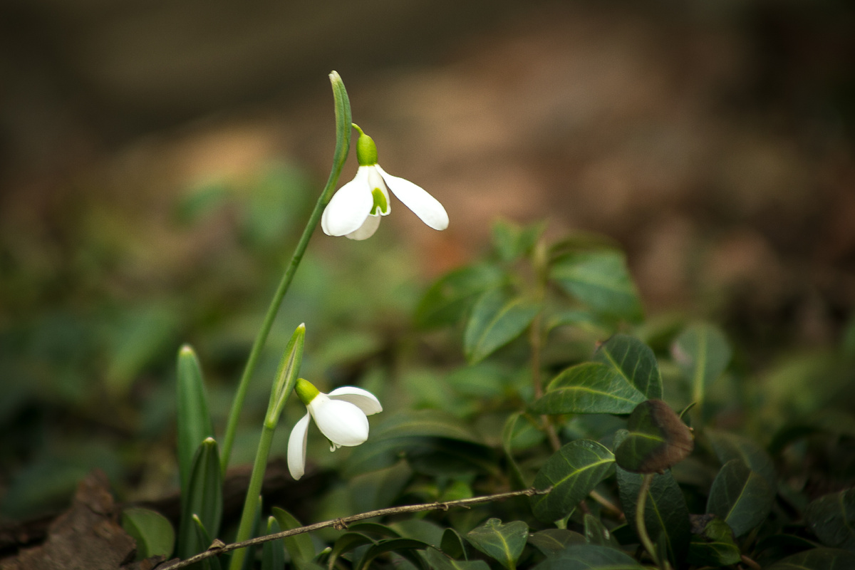Автор фото Елена Якимова / Greenfingers