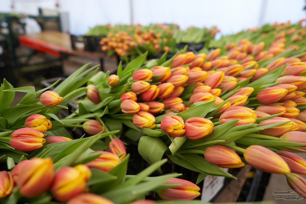    Фото: Лидия Аникина © ИА «Уральский меридиан»