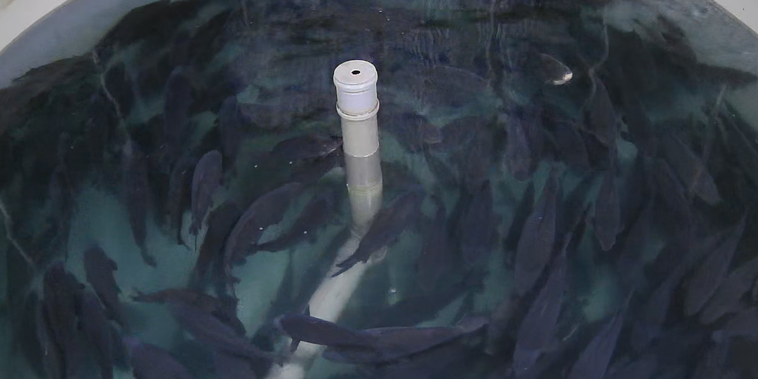 Карп в УЗВ: актуально ли это как бизнес, или деньги на ветер?