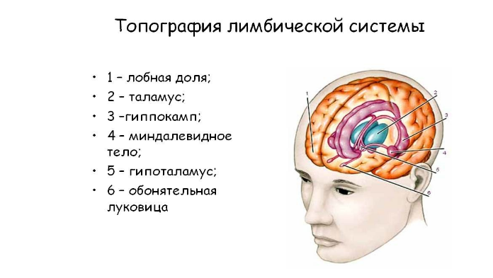 https://quizlet.com/ru/453713631/лимбическая-система-мозга-diagram/