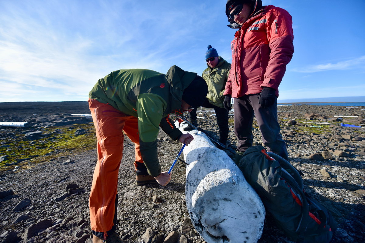 Экспедиции РГО на Землю Франца-Иосифа проходят два раза в год: весной и летом. Фото: Полина Зиновьева
