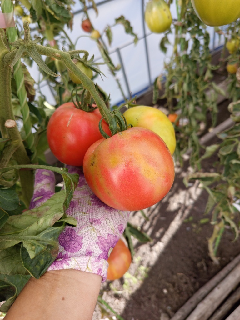  Плоды устойчивы к растрескиванию