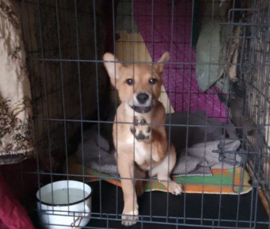 ЩЕНКОВ КОРМИТЬ НЕЧЕМ