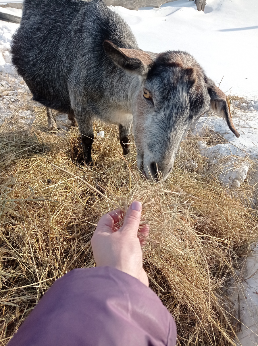 Умею кормить козочек 