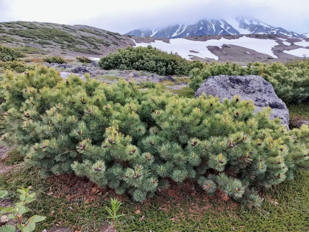 Кедровый стланик Глаука
