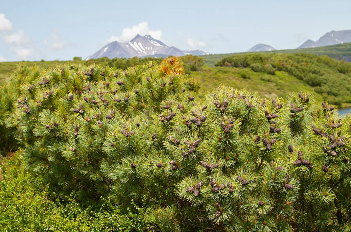 Кедровый стланик Камчатка