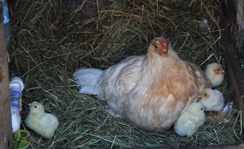 Это фото пятилетней давности. Белая и ее цыплята