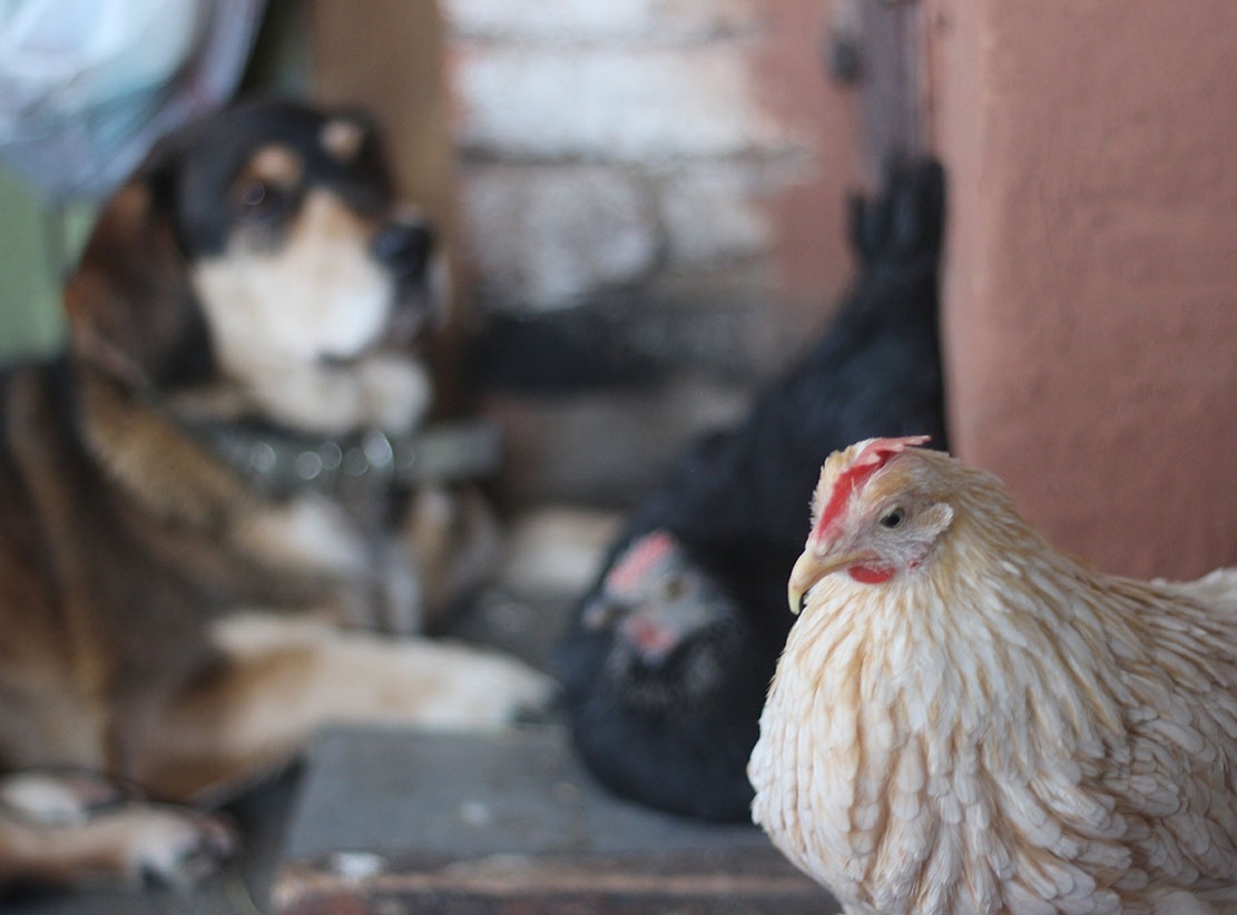 Белая в самые сильные морозы отлично себя чувствовала в компании собак, кошек и прочих людей