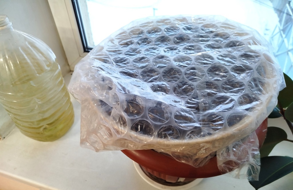  Накрываем горшок пленкой