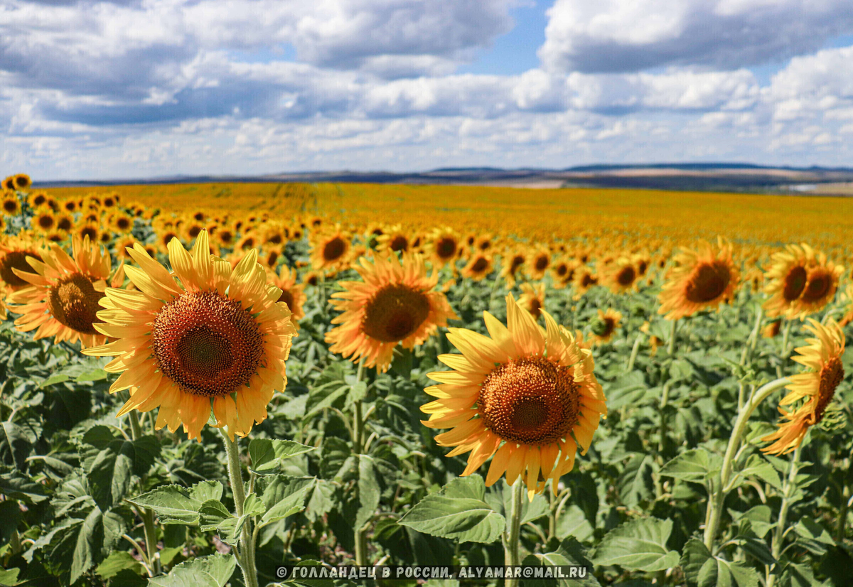 Фото: Голландец в России