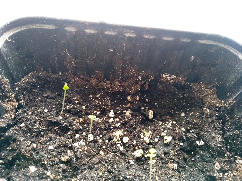 Как мне хочется сохранить три единственных росточка гелиотропа! При удачном развитии я смогу взять с них черенки и увеличить количество кустов