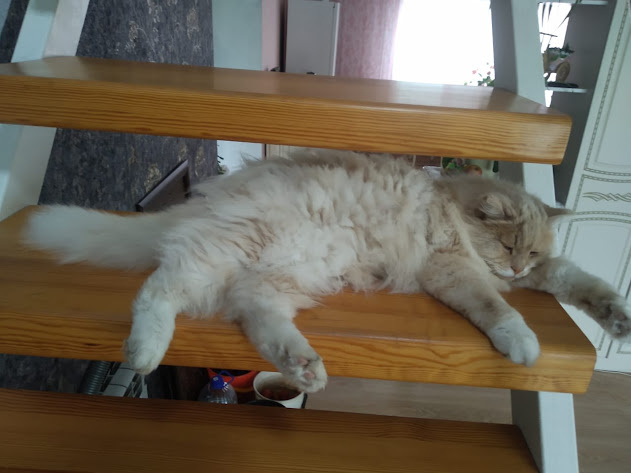 Стёпочка живёт у Сестрички и мамы в Барнауле. Он у нас породы Турецкая ангора, но уже очень пожилой