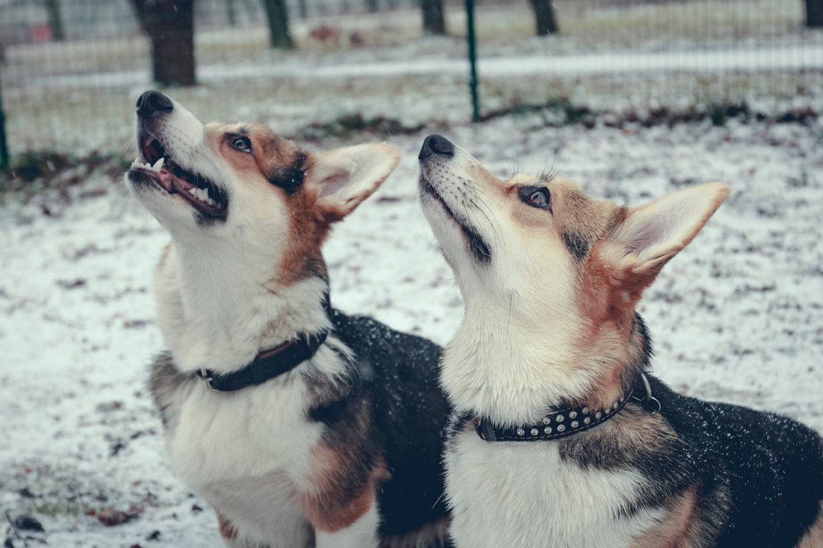 Автор фото: Dushkin / Shutterstock / FOTODOM