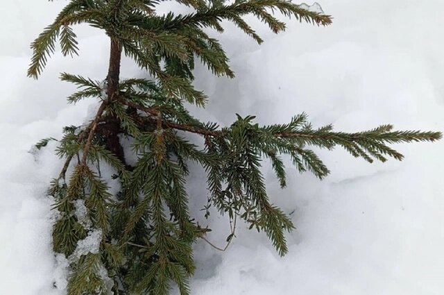    Тающий снег будет ломать и отрывать ветки растений. Фото: Из личного архивa/ Людмила Калинина