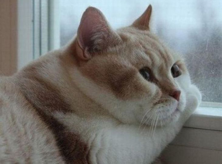 😿 Как понять, что ваша кошка страдает без вашей любви (и это не шутка)