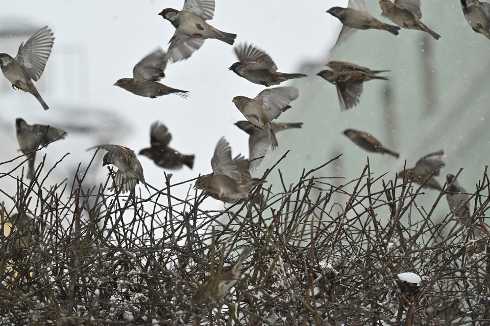    Самцов было замечено больше, чем самок Евгения ГУСЕВА