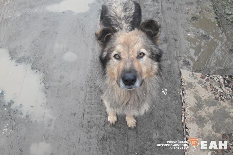    ЕАН. Собака