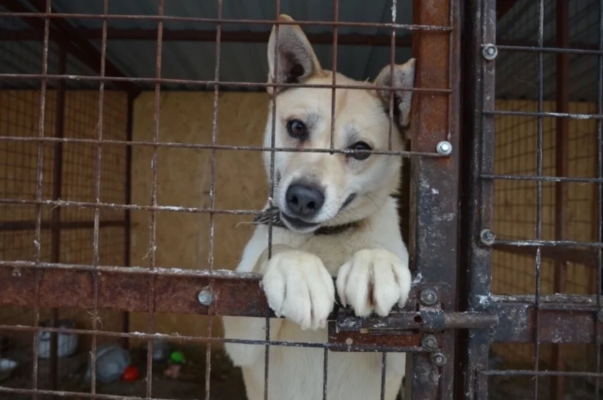    Война самовыгулу.