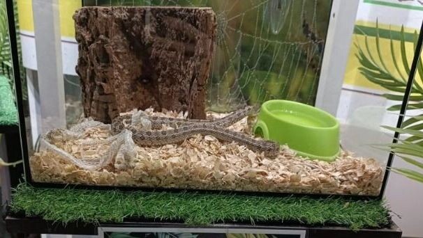   Пресс-служба Управления Россельхознадзора по Кировской области, Удмуртской республике и Пермскому краю