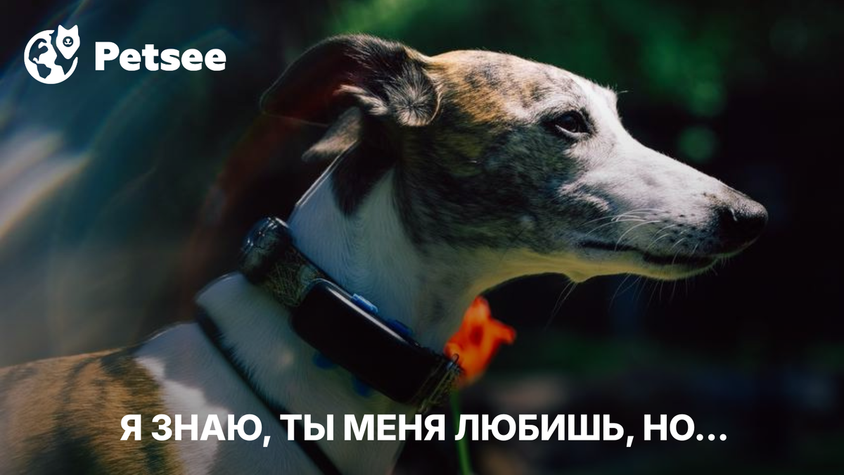 7 невинных привычек хозяев, которые крадут жизнь у их собак!