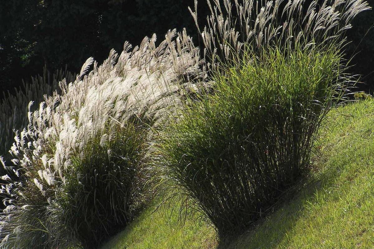 Мискантус — многолетняя травянистая культура из семейства злаковых.