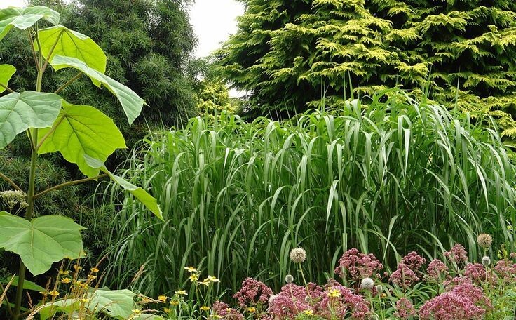 Павловния и Мискантус: дуэт быстрорастущих растений для вашего участка