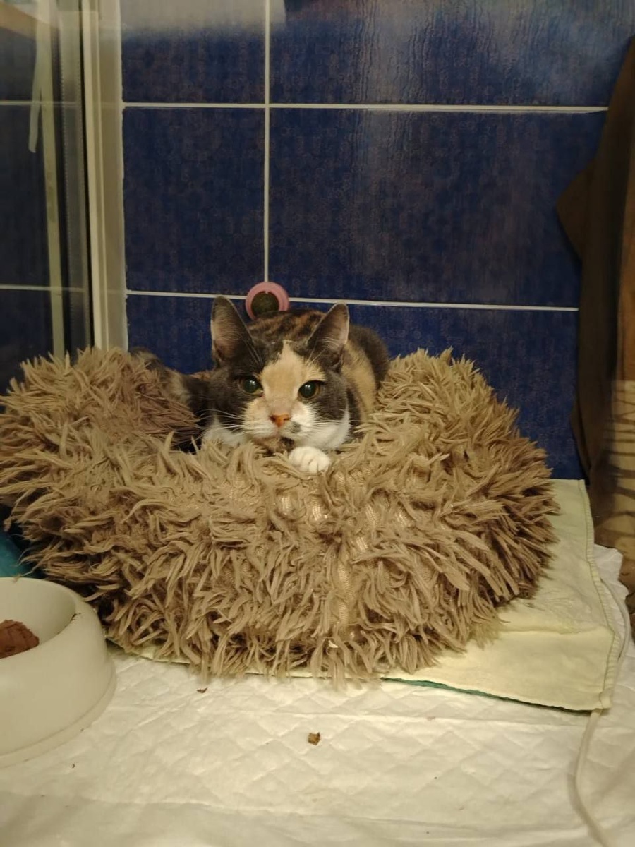 Очень красивая кошка!