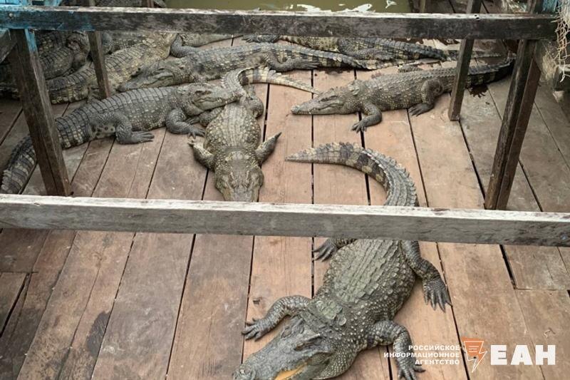    ЕАН. Крокодилы