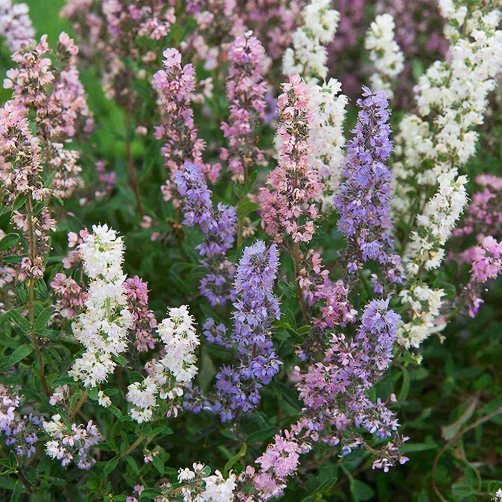 Тимьян в цвету — нежные соцветия розовых, лиловых и белых оттенков.