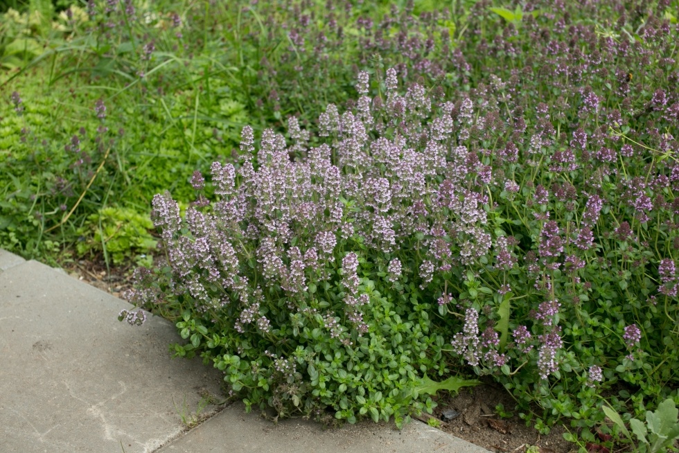 Посадка тимьяна — схема размещения кустиков на участке.