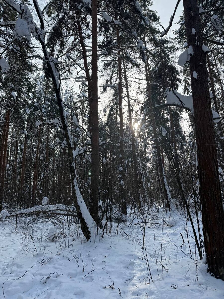 Весна грядет !