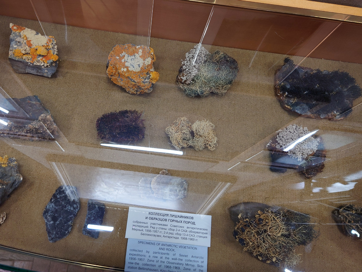 Коллекция лишайников