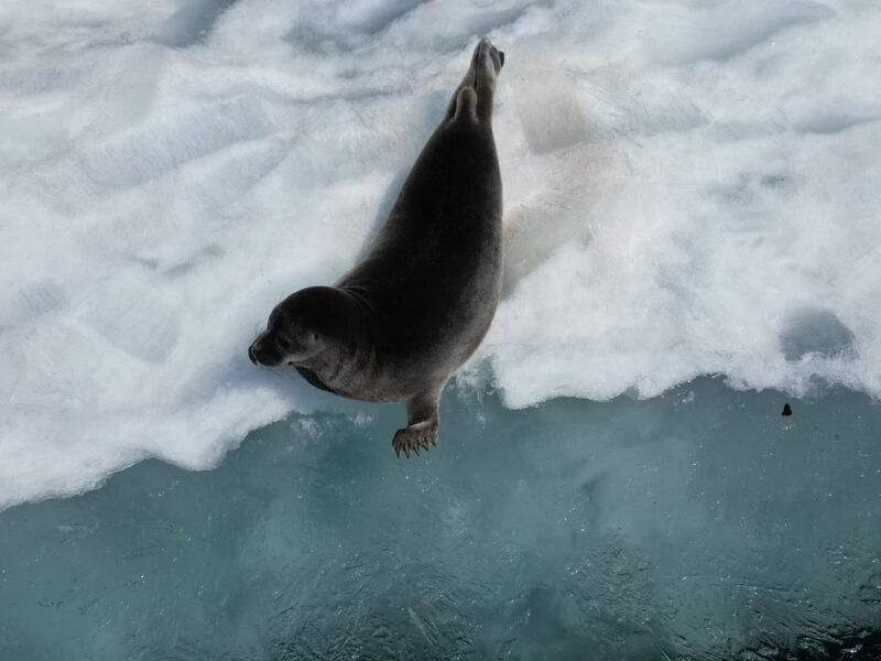 © Фото: Байкальский музей СО РАН