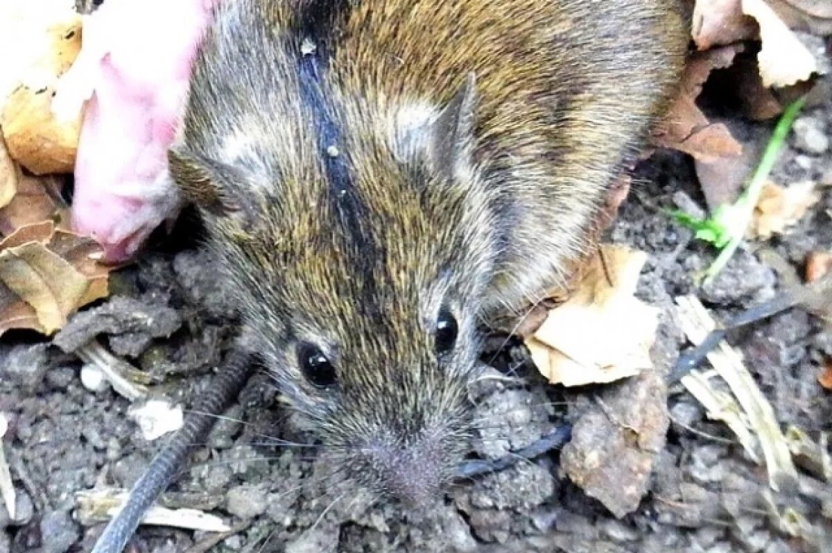    Кузбассовцев призывают спасать деревья от мышей уже в февральские праздники